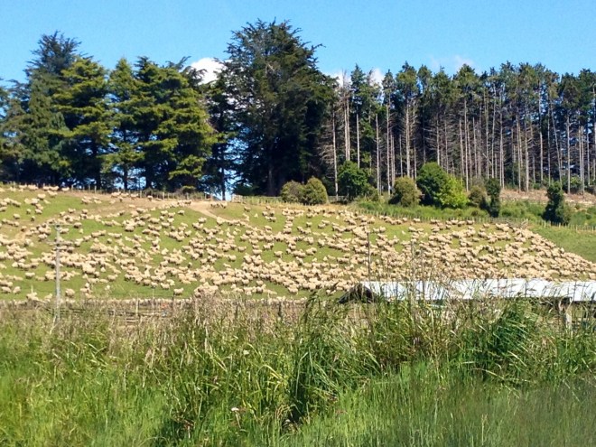 Yes, those are all sheep. We stopped to listen to them...which was entertaining, but loud!