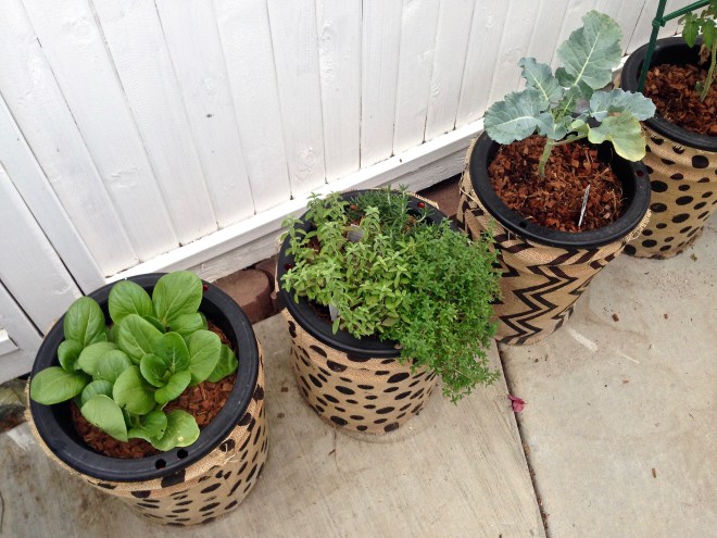 kale_thyme_bokchoy - 1