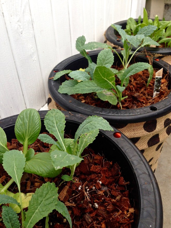 kale_thyme_bokchoy - 2