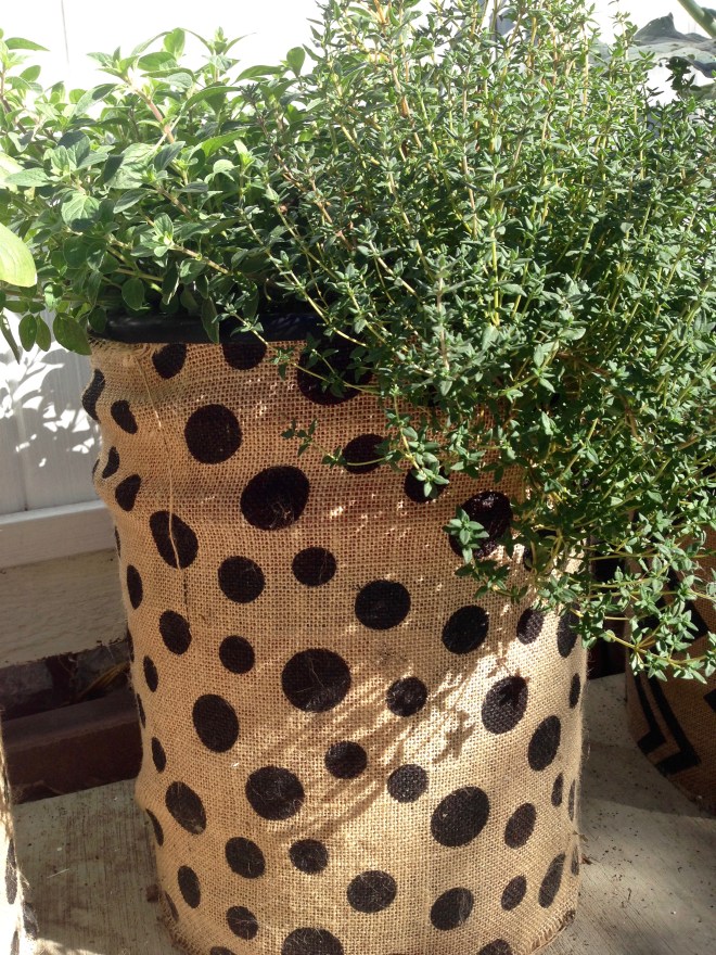 kale_thyme_bokchoy - 3